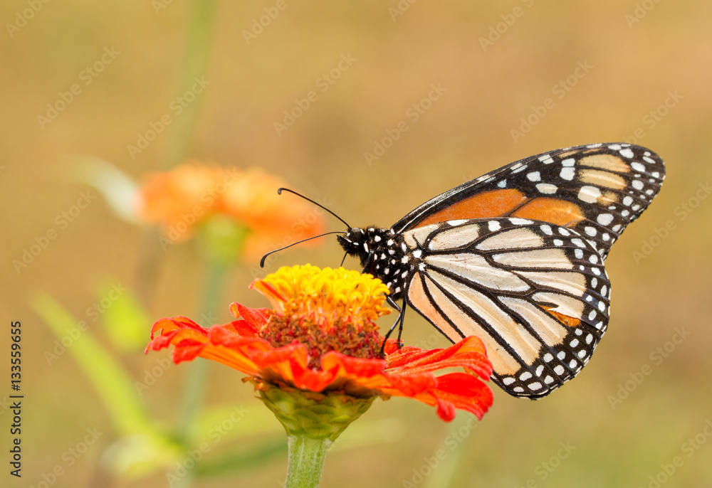 Ventral view of a Danaus plexippus, Monarch butterfly, in summer garden Ventral view of a Danaus plexippus, Monarch butterfly, in summer garden