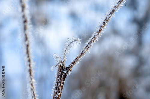 frozen ice hanging on winter plants