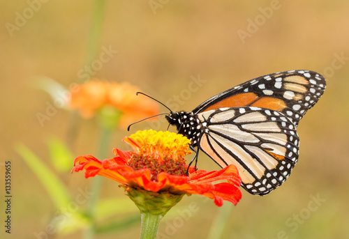 Ventral view of a Danaus plexippus, Monarch butterfly, in summer garden