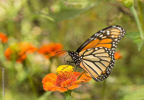 Beautiful Monarch butterfly on an orange flower in a sunny garden © pimmimemom