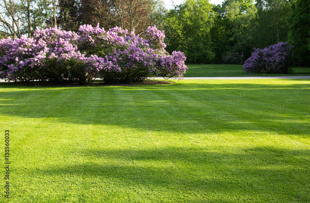 Naklejka premium duży, zielony trawnik w parku wiosennym