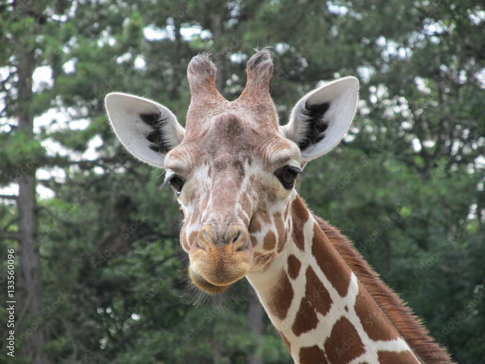 Spotted with a very long neck, big ears and such a sweet eyes giraffe with interesom considering zoo visitors. Spotted with a very long neck, big ears and such a sweet eyes giraffe with interesom considering zoo visitors.
