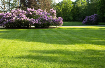 big, green lawn in the spring park