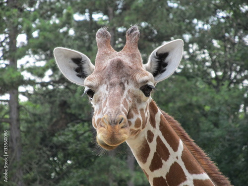 Spotted with a very long neck, big ears and such a sweet eyes giraffe with interesom considering zoo visitors. © Andriy