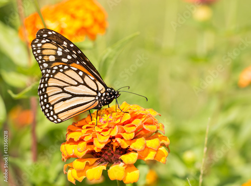 Monach butterfly on an orange Zinnia in summer garden © pimmimemom