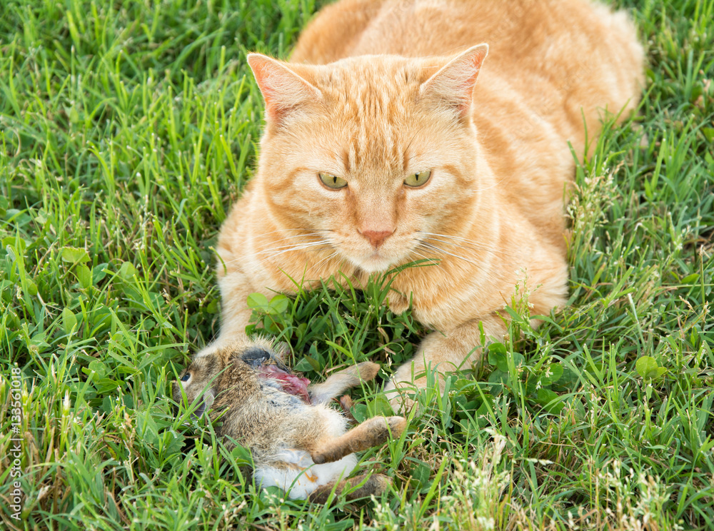 Ginger tabby cat with a young cottontail rabbit he caught, partially eaten