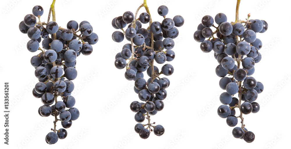 bunch of ripe blue grapes. isolated on white background bunch of ripe blue grapes. isolated on white background