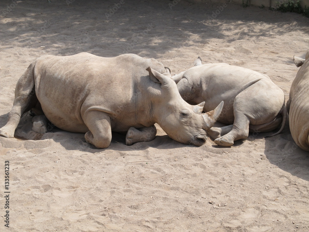 The rhinoceros is a large, powerful with thick skin and a very dangerous animal horn. But look how closely they're watching the baby when mom feeds him. The rhinoceros is a large, powerful with thick skin and a very dangerous animal horn. But look how closely they're watching the baby when mom feeds him.