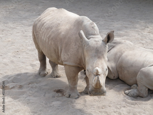 The rhinoceros is a large  powerful with thick skin and a very dangerous animal horn. But look how closely they re watching the baby when mom feeds him.