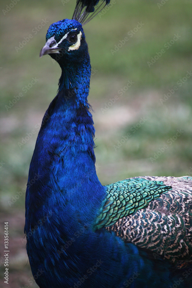 Peacock on blurred background Peacock on blurred background