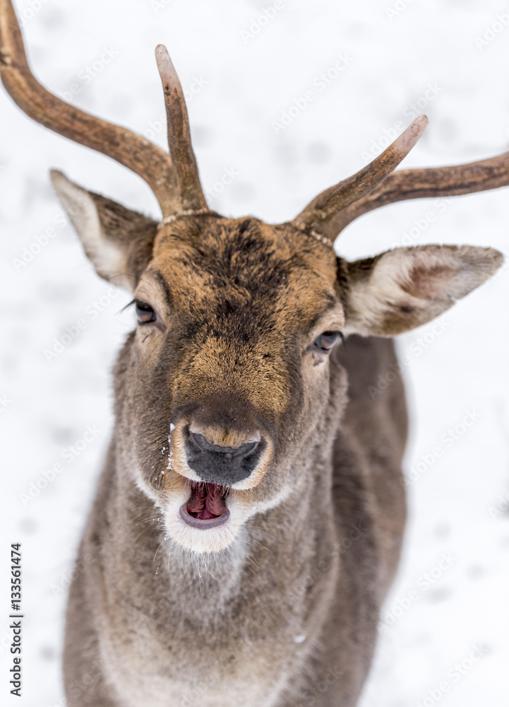 Portrait of smiling happy animal fallow deer Portrait of smiling happy animal fallow deer