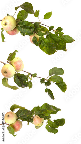 ripe apple on a branch with leaves isolated on white background