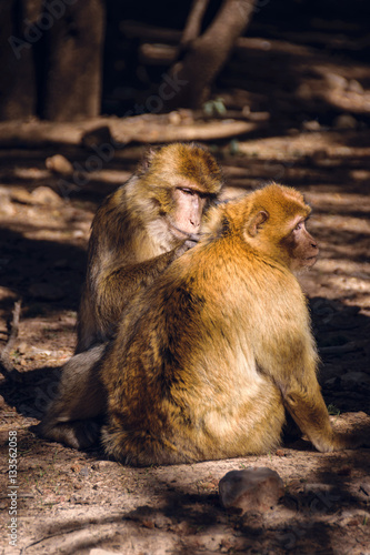 Foto Two brarbary macaque monkeys delousing, Ifrane, Morocco