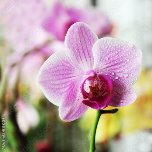 pink flowers orchid