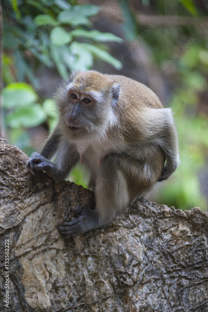 Monkey on the tree in Malaysian jungle