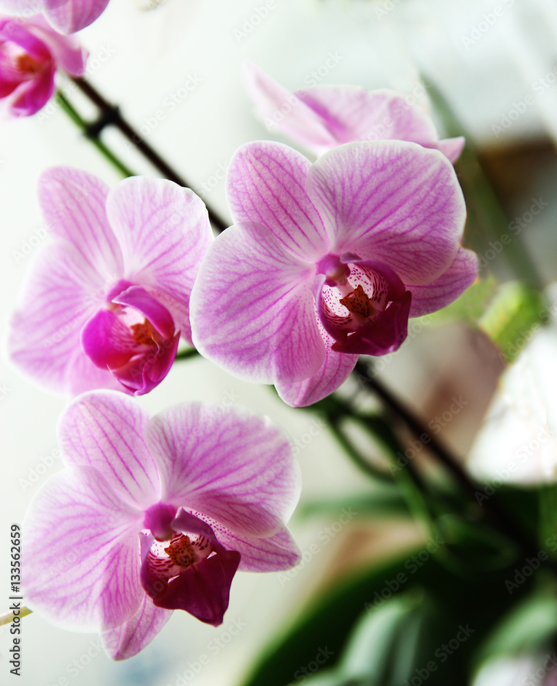 pink flowers orchid