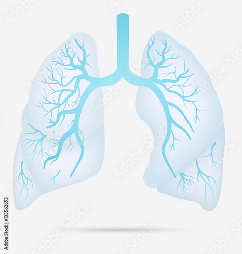 Human lungs anatomy for asthma, tuberculosis, pneumonia. Lung cancer diagram in detail illustration. Breathing or respiratory system. Vector.