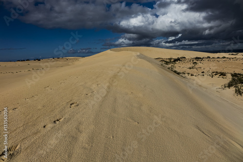 The natural Park in Corralejo the canary-islands Spain