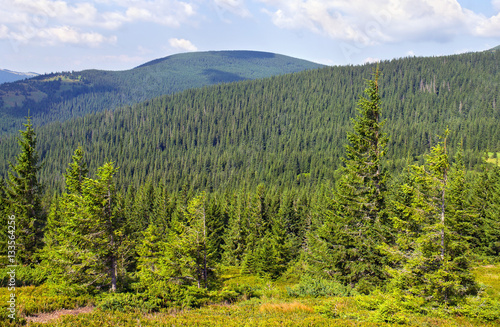   Landscape of mountains with forest of spruce and glade. Carpathian mountains. Ukraine