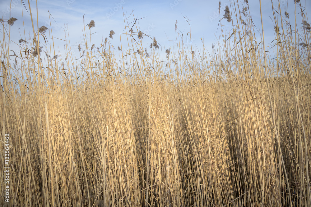 Obraz premium Reed waving in the wind sunlighted by golden colors against blue