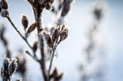 frozen plants grown with ice crystals