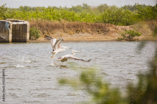 pelicans flying above water photo