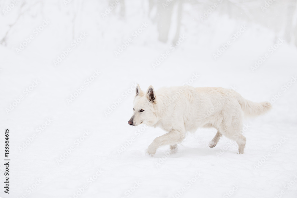 Obraz premium White swiss shepherd dog outside in winter snow.