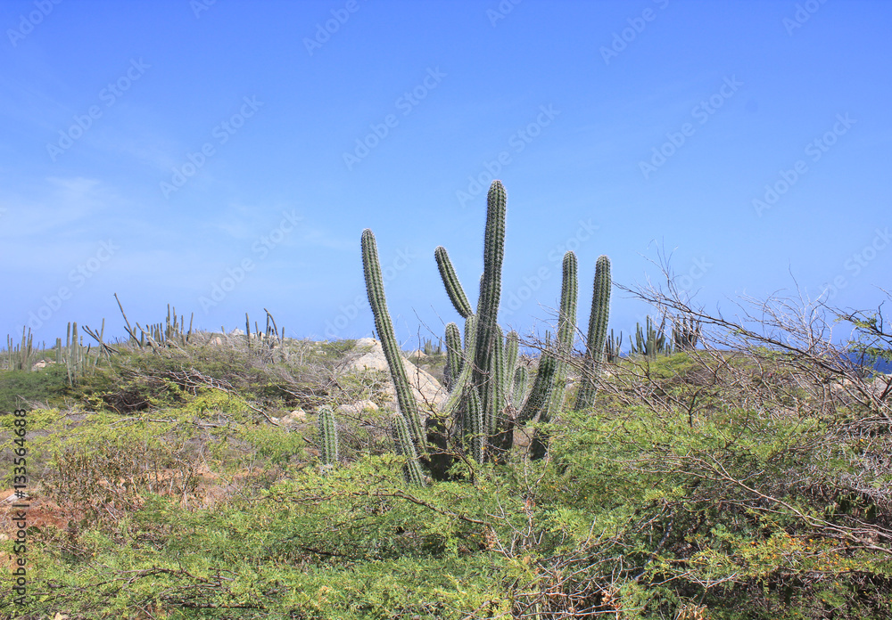 Natural landscape on Aruba