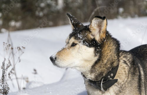 Portrait of female husky on cold  snowy winter