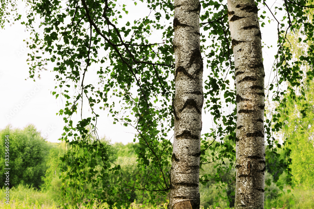 Fototapeta premium summer in sunny birch forest