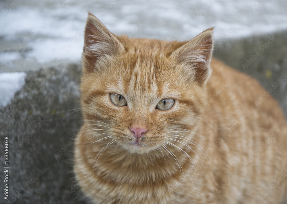 Orange cat portrait Orange cat portrait
