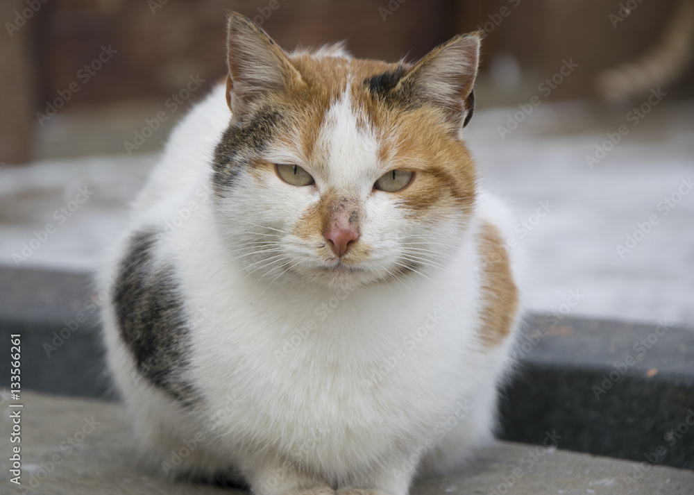 Portrait of yellow eyed cat