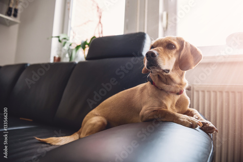 Dog sitting on sofa