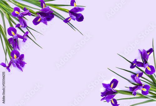 Fototapeta Naklejka Na Ścianę i Meble -  Frame of violet Irises xiphium (Bulbous iris, Iris sibirica) on violet background with space for text. Top view, flat lay