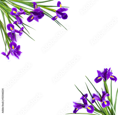 Frame of violet Irises xiphium (Bulbous iris, Iris sibirica) on white background with space for text. Top view, flat lay