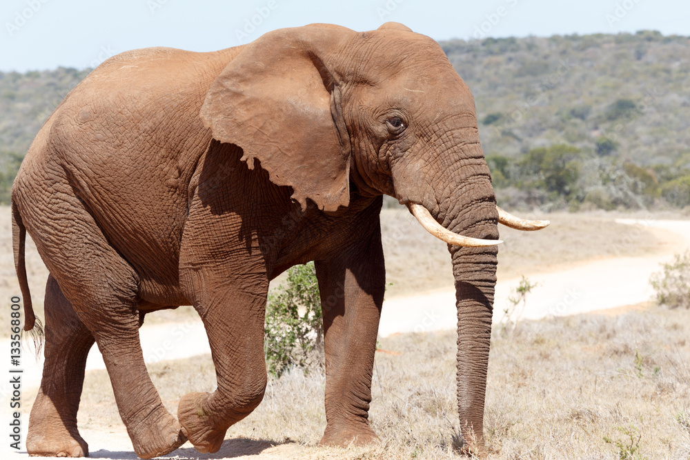 Bush Elephant walking on the dust road