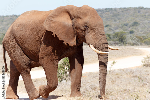 Bush Elephant walking on the dust road