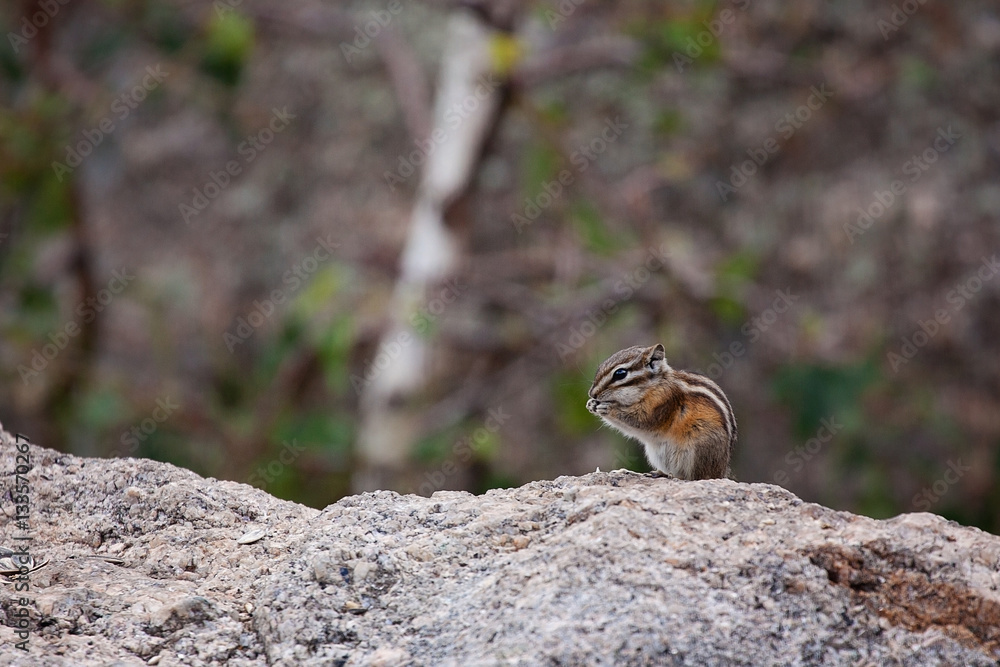 Chipmunk nibbling on a sunflower seed Chipmunk nibbling on a sunflower seed