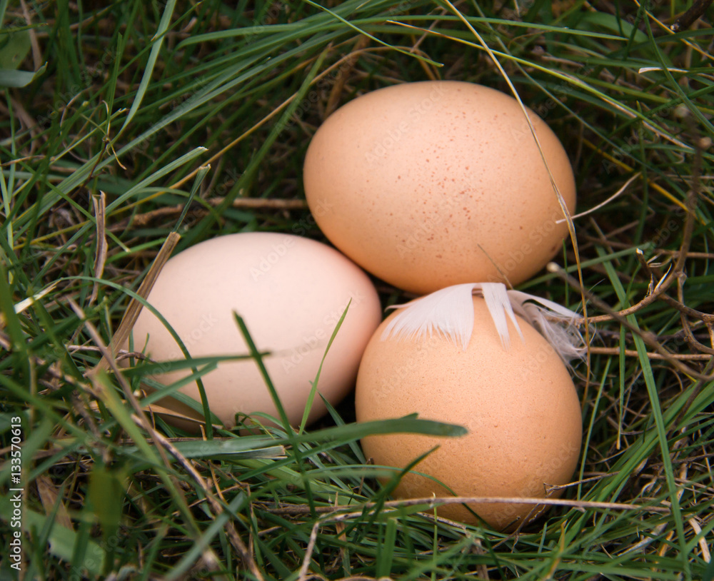 three chicken eggs lying in a green grass