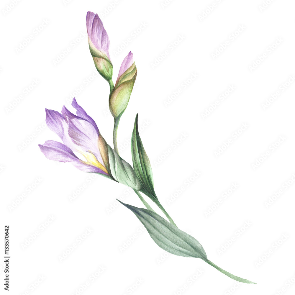 The composition of irises. Hand draw watercolor illustration.