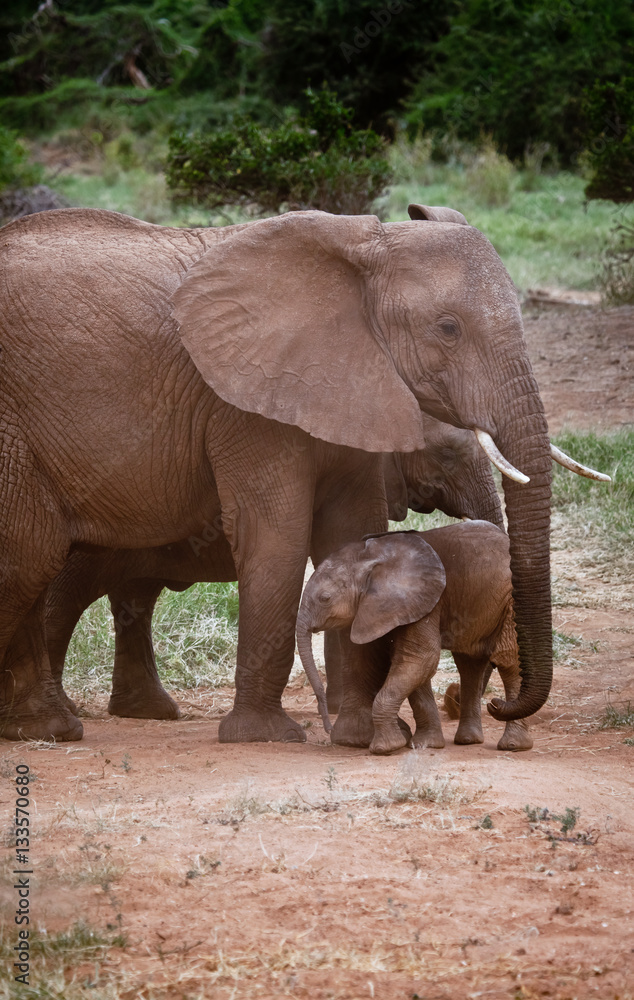 Naklejka premium African Elephant Mom and Calf