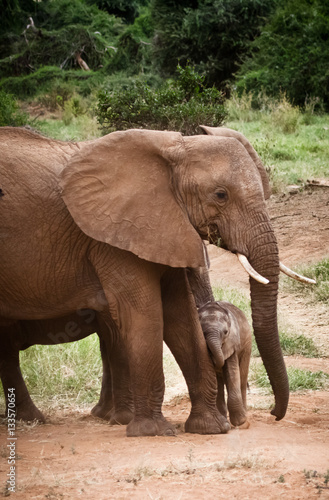 African Elephant Mom and Calf