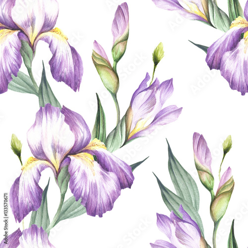 Seamless pattern with iris. Hand draw watercolor illustration.