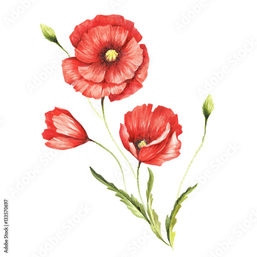 Bouquet with poppies. Hand draw watercolor illustration.