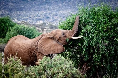 African Elephant