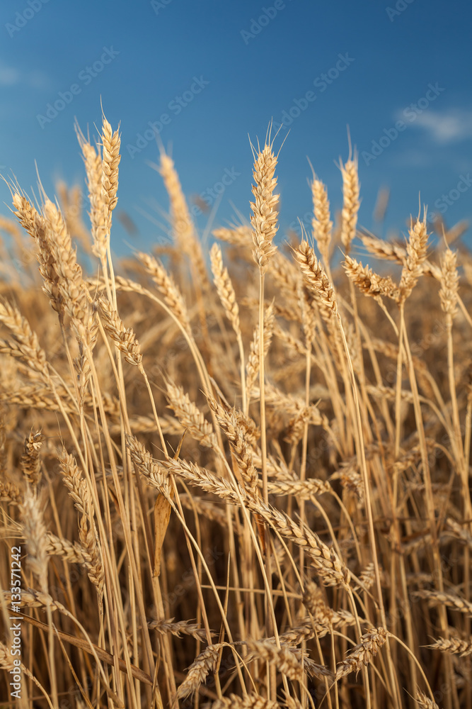 wheat field . harvesting. harvest in the . ripe wheat field . harvesting. harvest in the . ripe