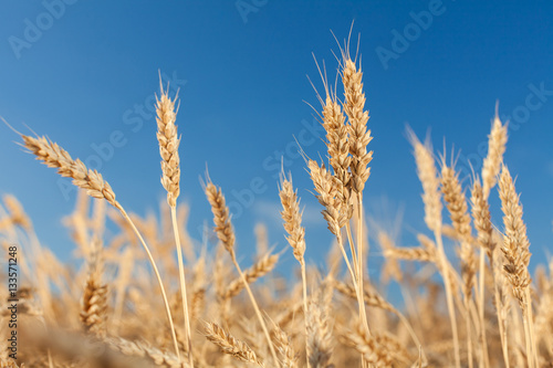 wheat field . harvesting.  harvest in the . ripe 