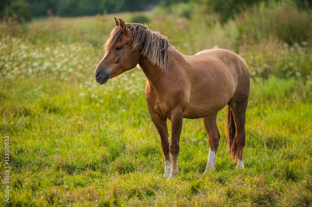 horse grazing