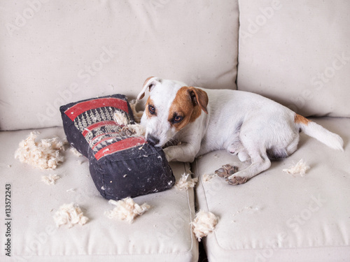 Quadro em tela Pampering dog at home
