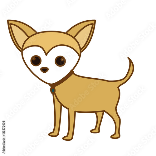 cute chihuahua dog icon over white background. colorful design. vector illustration